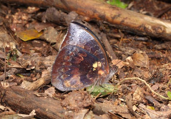 Euriphene lomaensis male UNS